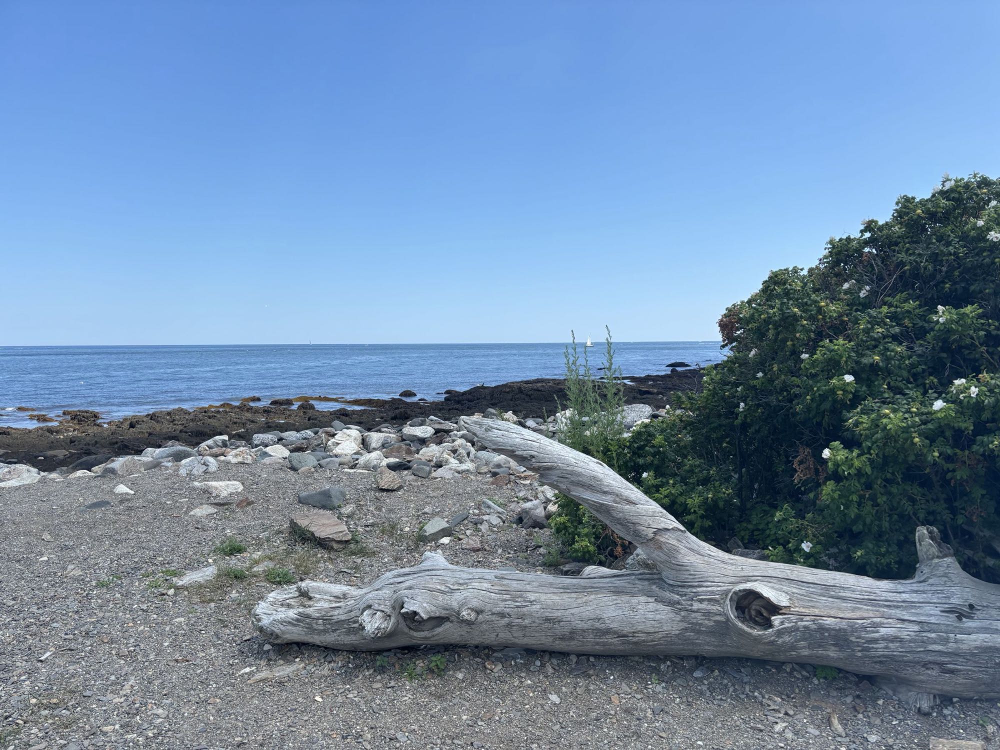 Weathered driftwood on the rocky shore at Odiorne Point, New Hampshire, with the open sea beyond.