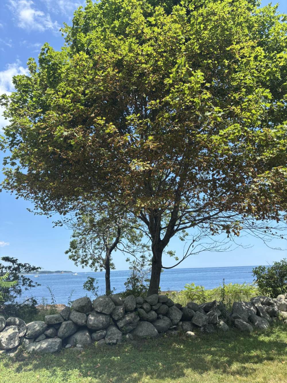 A shade tree above an old stone wall at Odiorne Point, New Hampshire, under a clear sky.